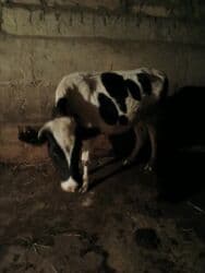 Коровы, быки: Самка, Holsteyn, лет: 2, 200 кг, Для молока, Бесплатная доставка — 2