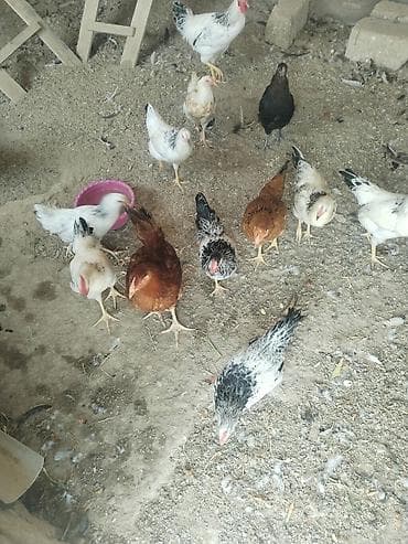 kend cuceleri: Toyuq, Damazlıq — 1