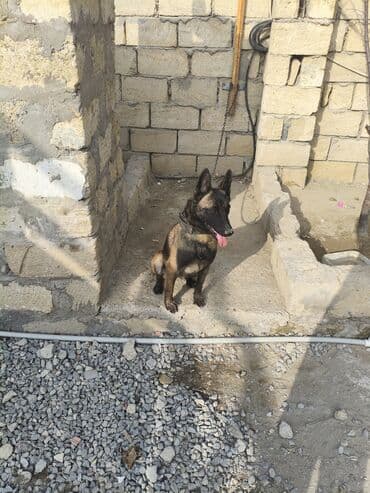 heyvan sahiblənmək: Malinosdu adamcil deyil ba bilmirem deye satilir oynamaqi xosdayir — 4