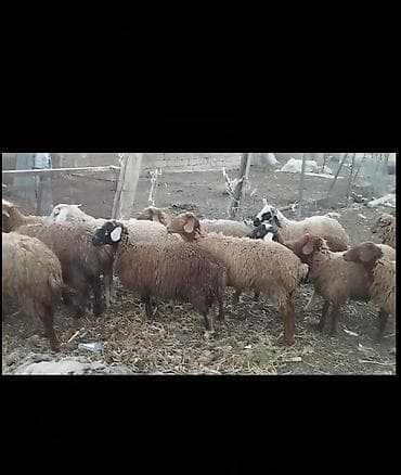 eşey satışı: Damazlıq saxlamalı yaxşı dişi quzlar — 2