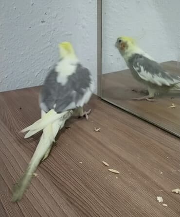 Salam Erkey korella oxuyur ciciquş deyir fit çalir.1 cüt London lalafo.az -da Salam Erkey korella oxuyur ciciquş deyir fit çalir.1 cüt London