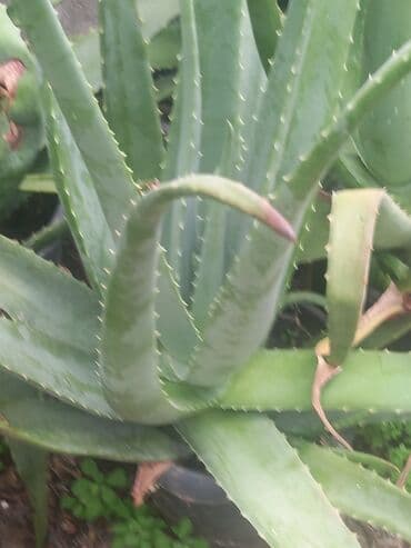 Çöl bitkiləri: Bu təsvirdəMüalicəvi aloe və Aloe vera bitkiləri təsvir edilmişdir — 8