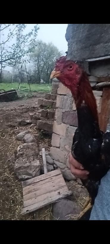 çin bıldırcını: Məhsul: Uzunboyun döyüş tipli xoruz Təsvir:11 ayliqdi ceki 2kg.800 — 3