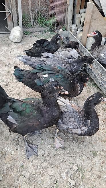 südü ineyler: Erkək, Ətlik, Pulsuz çatdırılma — 4