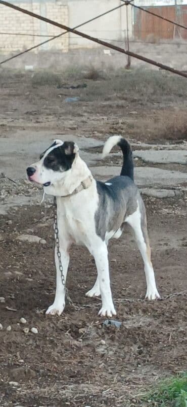 İtlər: Qurdbasar, 1 il, Erkek, Peyvəndli, Ödənişli çatdırılma — 1