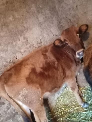 pisik gence: Qırmızı rəngdə yerli cins buzov/simana tipli dana. - Təxmini 8–12 — 2