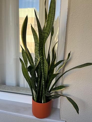 ciledagi bitkisi: Sansevieria (Qaynanadili) – dekorativ otaq bitkisi - Növ: Sansevieria — 2