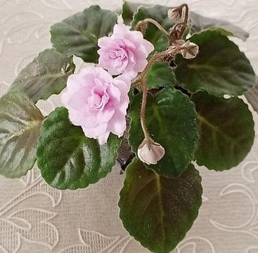 yolka agaclari satisi: Фиалка Трейлер DS-Жасмин — 3