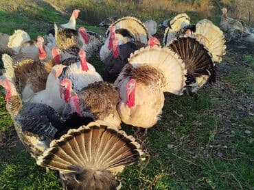 yumurtlayan toyuq satilir: Erkək, Damazlıq — 1