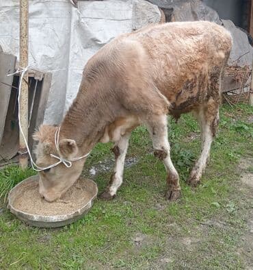 Satılır: erkey danadı 8 aylığdı tam sağlamdı isdiyən buyursun lalafo.az -da Satılır: erkey danadı 8 aylığdı tam sağlamdı isdiyən buyursun