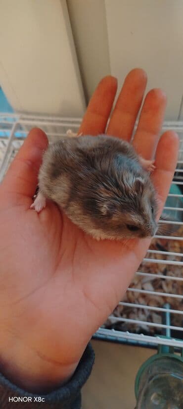 pisik yemi: Dwarf hamster – ev heyvanı - Növ: cırtdan (dwarf) hamster - Rəng — 2