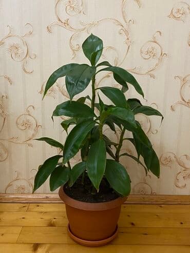 heserat yeyen bitki: Otaq bitkisi – Drasena (Dracaena fragrans tipli) - Hündürlüyü təqribən — 2