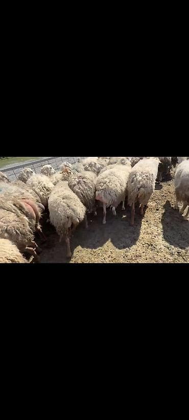 arı pətəyi satışı: Sürü satılır. barterdə mümkündü — 3