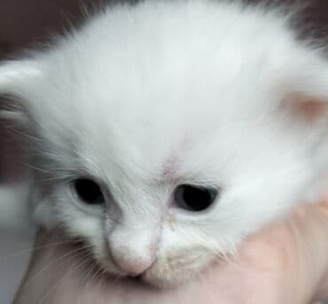 домики для кошек баку: Pişiklər — 2