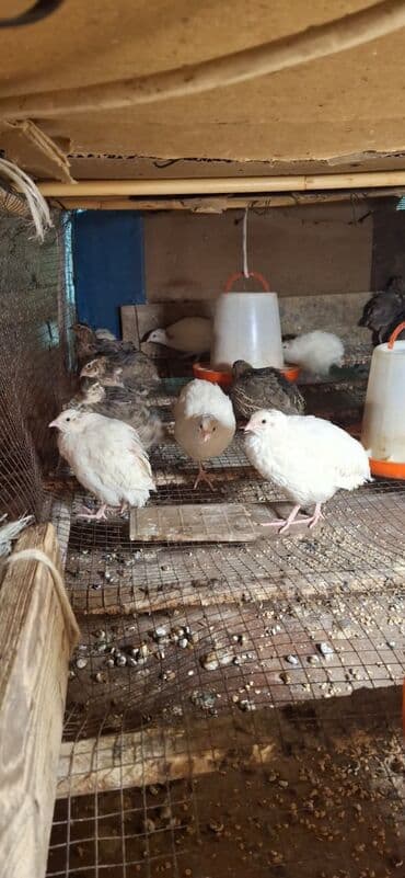 afcarka balası satışı: Bildirçinlər Bir ədədi 2.30 — 2