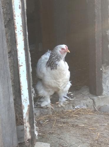 Keçilər, çəpişlər: Toyuq, Brama, Damazlıq — 2