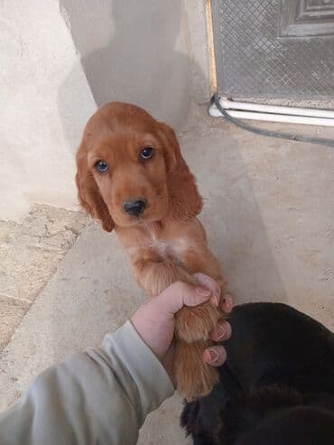 ZİL: Koker spaniyel — 2