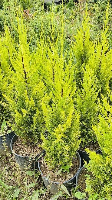 pustə ağacı: Limonni yolka say hal hazırda 800 eded var sifariş üçün əlaqə saxlaya — 4