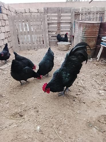 Akvariumlar: Toyuq, Damazlıq — 2