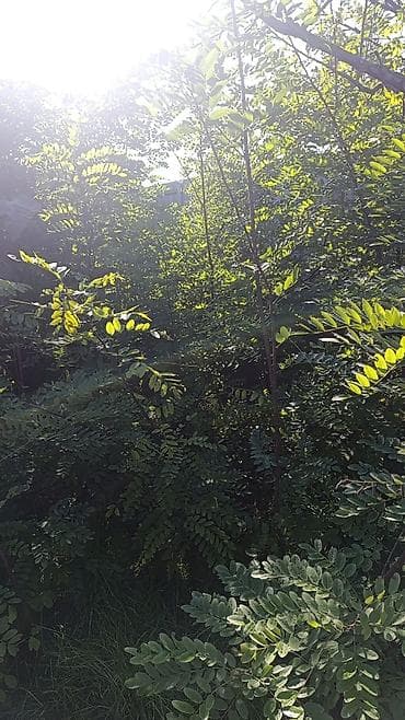 qara it sekilleri: Akasya (ağ akasya) - Bitki növü: Ağ çiçəkli akasya (qara — 4