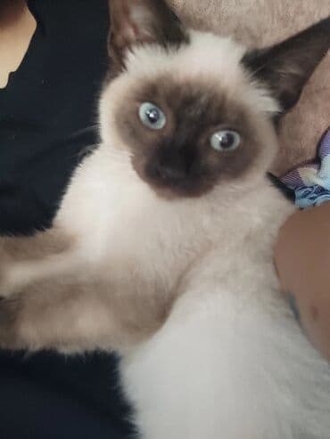 pişiklər: Siam, Dişi, Ünvandan götürmə — 9