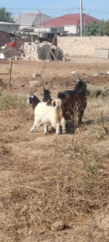 heyvanlara verilen xususi adlar: Kom satılır — 6