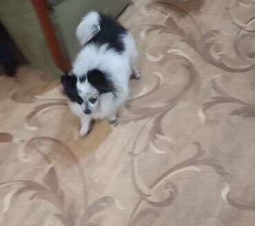 xamyak qefes: Məhsul: Pomeranian (Spitz) balaları – nadir piebald/rəngli (qara‑ağ) — 4