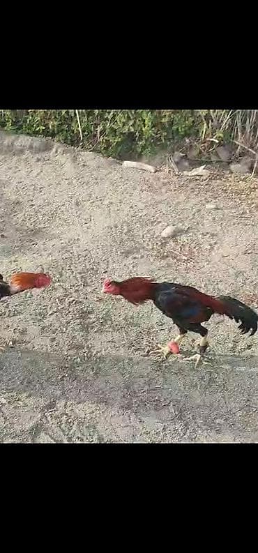 broyler yemi qiymeti: Xoruz, Heyratı, il: 3, Ödənişli çatdırılma — 5