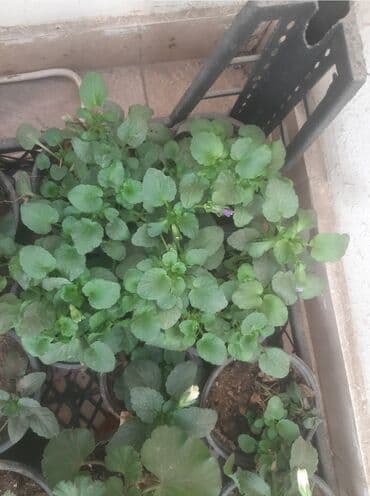 helba bitkisi faydaları: Уличные растения — 3