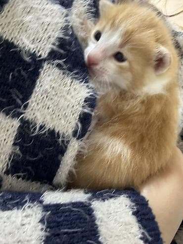 Tabbi