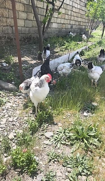 Təsvir: - Yerli həyət şəraitində bəslənən ağ-qara ləkəli toyuqlar
