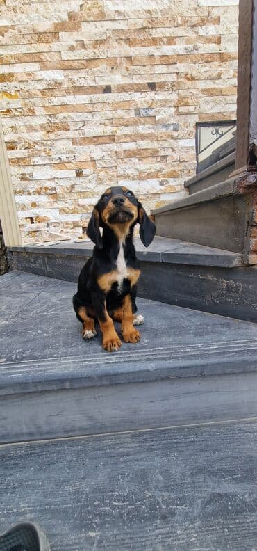 itler doberman: 3 ay, Dişi, Peyvəndli, Ödənişli çatdırılma — 5