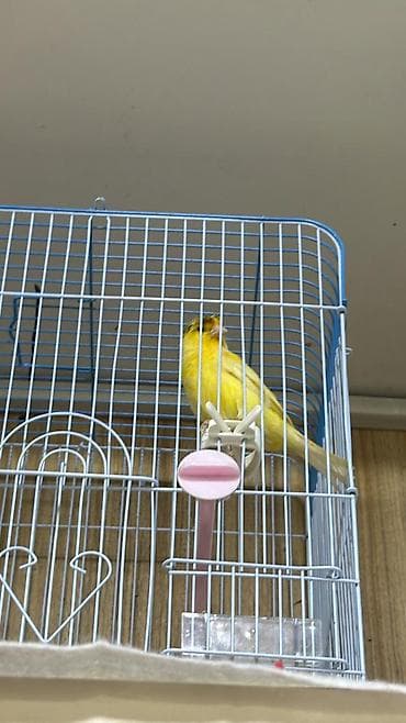 клетки для птиц: Hazir erkey oxuyur — 2