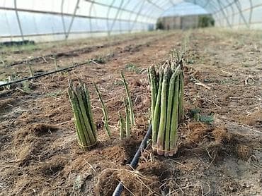 ad günü tort şekilleri: Məhsul: Qulançar Yaşıl #Asparaqus (sparja) – istixanada — 3