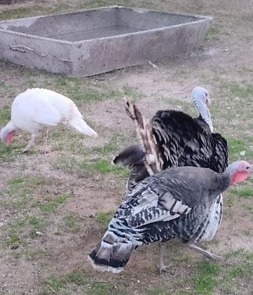 hinduska satisi: Hindular – ev şəraitində becərilən, sağlam və iri cüssəli — 1