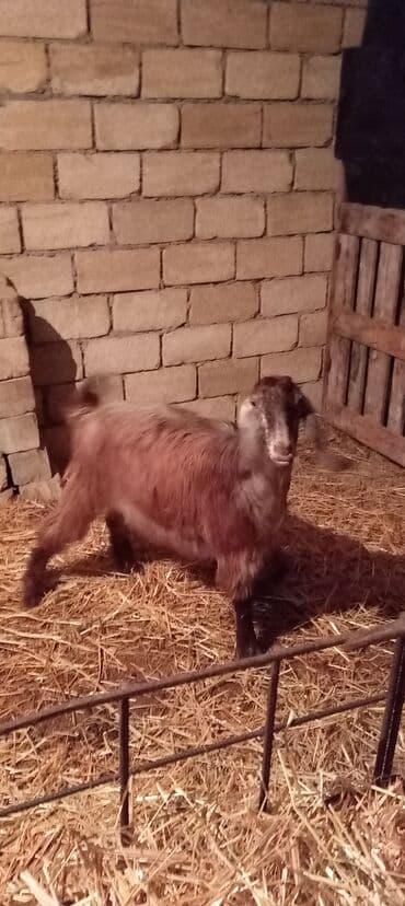 Gəmiricilər: Dişi, Hələb, il: 1, Damazlıq, Ünvandan götürmə — 6