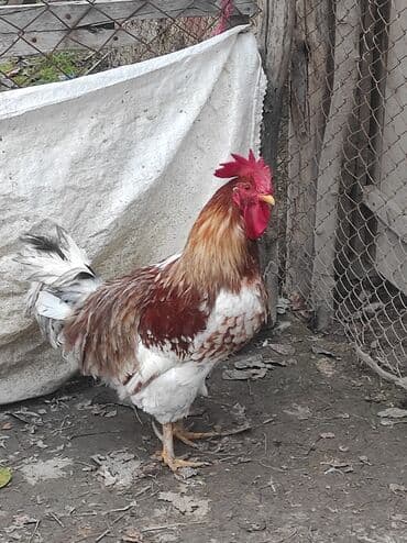 tap az sudluk inəklər: Xoruz, il: 2, Ünvandan götürmə — 2