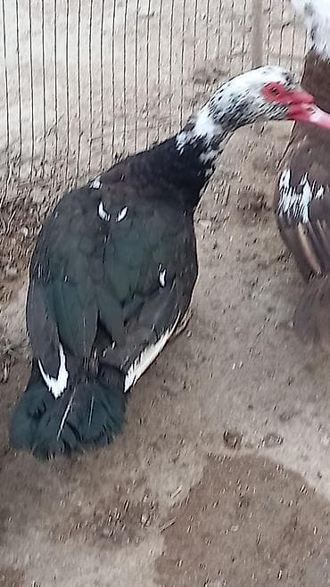 ordeyler: Erkək, | Lal ördək, Ətlik — 1