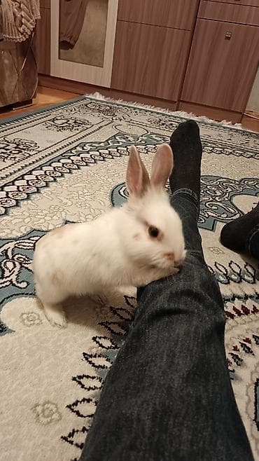 dovsan sekli: Ağ rəngli, qulaqları dik, burnu və kürəyində açıq-bej ləkələri olan — 5