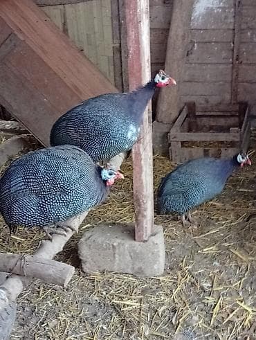 Mal-qara: Toyuq, Damazlıq — 5