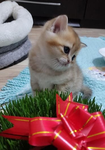 it heyvan: Qızıl şinşilla, Erkək, Yaxşı əllərə, Ünvandan götürmə — 4