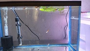 bakıda cücə satışı: Quppi, Sülhsevər, Ünvandan götürmə — 2