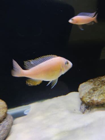 betta balıq: Cixlid balığı, Yırtıcı, Ünvandan götürmə — 2