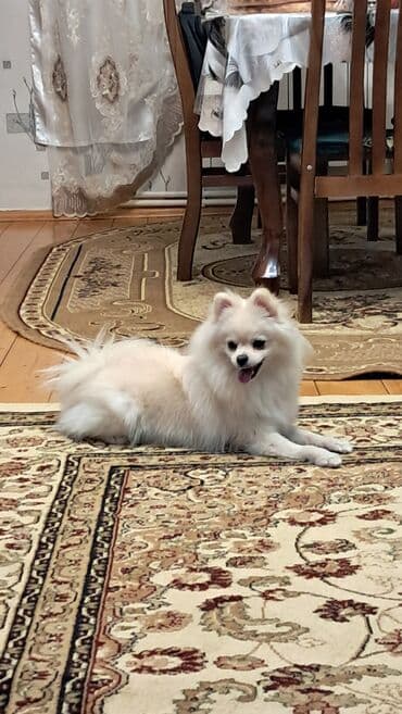 ingilis setteri it cinsinin adı: Şpitz, 11 ay, Dişi, Peyvəndli — 2