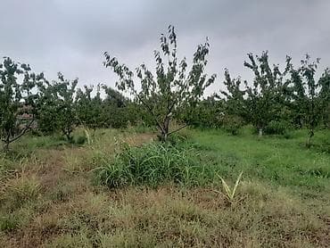 45 sot, Tikinti, Mülkiyyətçi, Kupça (Çıxarış) — 7