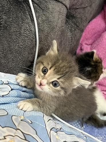 pişim: Yaxşı əllərə — 5