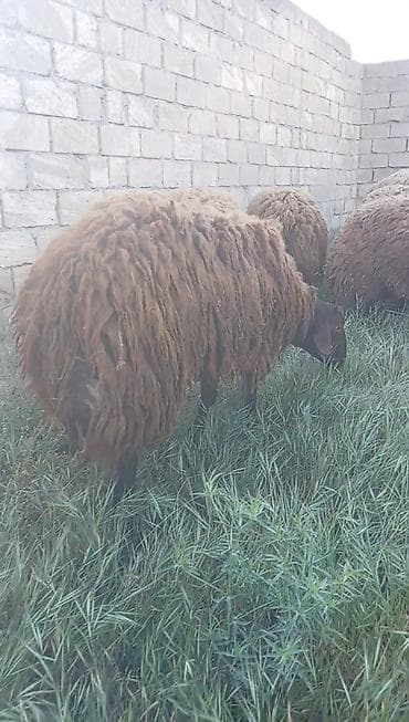 qala cinsi qoyun satilir: Erkək, Qala, il: 1, 75 kq, Damazlıq, Südlük, Ətlik, Ünvandan götürmə, Pulsuz çatdırılma, Ödənişli çatdırılma — 2