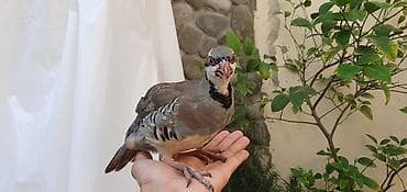 Ələ örgeşmiş 2 aylıq cavan keklik, cütü 100 azn lalafo.az -da Ələ örgeşmiş 2 aylıq cavan keklik, cütü 100 azn