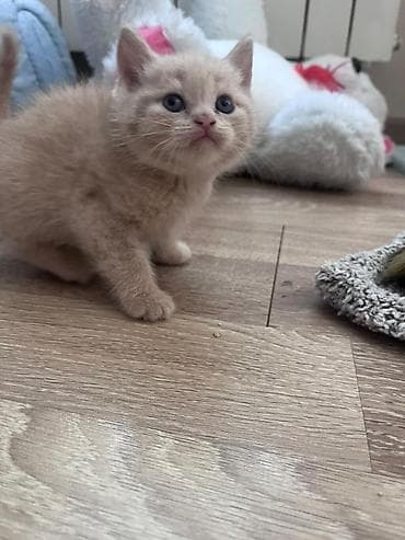 meyn kun pişiyi: Britan — 6