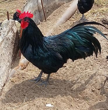 essek sudu satilir: Avstralop toyuqlarının mayalı yumurtası.Qiymət 80 qəpik — 5